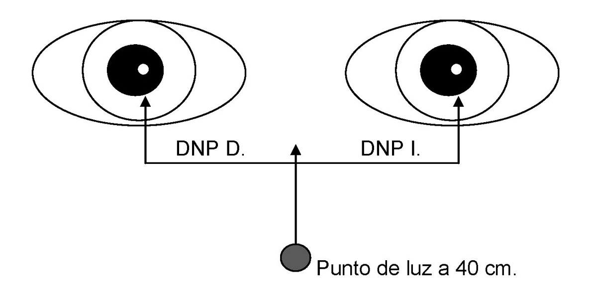 Regla Palomar Mascaró 04